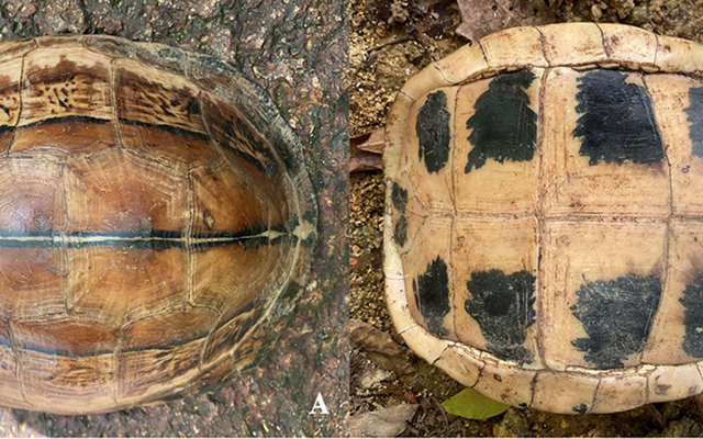 Việt Nam sở hữu “báu vật” độc nhất vô nhị: Đang có nguy cơ biến mất vĩnh viễn