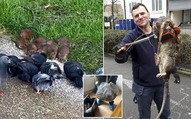 Anh: Phát hiện chuột khổng lồ dài hơn nửa mét ở khắp nơi