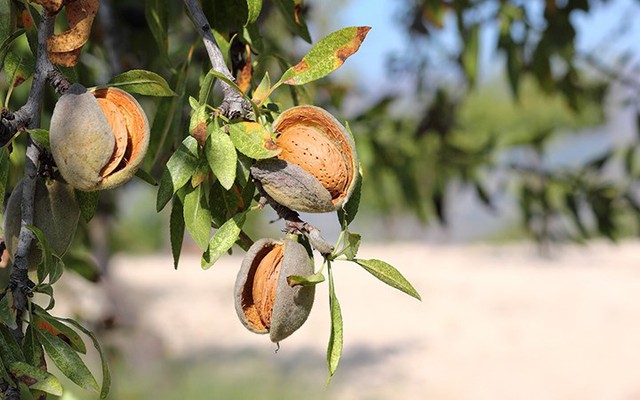 Hai loại hạt chứa độc tố tiềm ẩn, cực hại sức khoẻ nếu ăn sai cách: Số 1 quen mặt trên mâm cơm