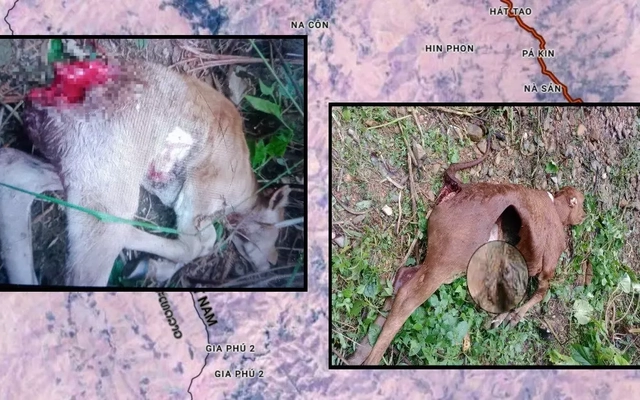 Bài 1: Lần theo dấu vết tấn công mang đặc trưng của loài sói ở Điện Biên