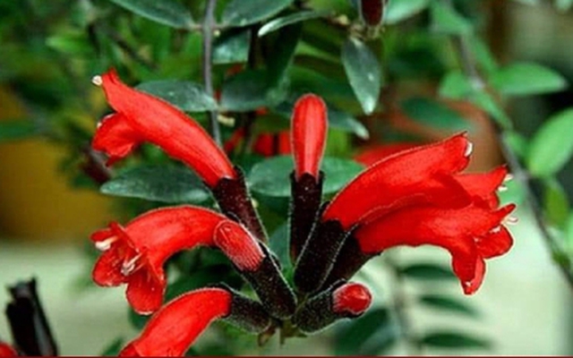 Người mệnh Hỏa hợp trồng cây cảnh gì?