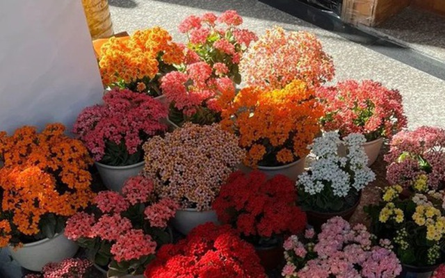 Người giàu bí mật trồng 5 cây cảnh trong nhà: Vận khí thăng hoa, "ăn sạch" bụi bẩn như chưa từng tồn tại