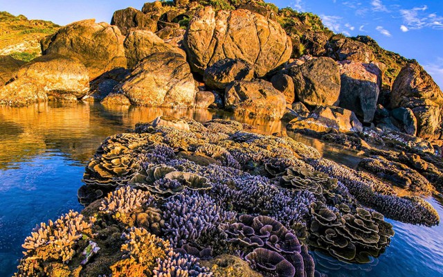 Mê mẩn kỳ quan san hô mùa nước cạn tại vùng biển Gia Lai, Đắk Lắk