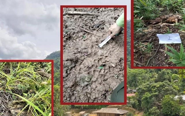 Giải mã thông tin sói rừng trở lại Điện Biên- Bài 2: Những cuộc truy lùng sói bất thành