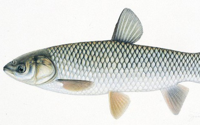 1 bộ phận của cá chứa cực nhiều độc chất: Lắm người ‘vô tư’ lấy để bồi bổ khiến cơ thể phải ‘trả giá đắt’