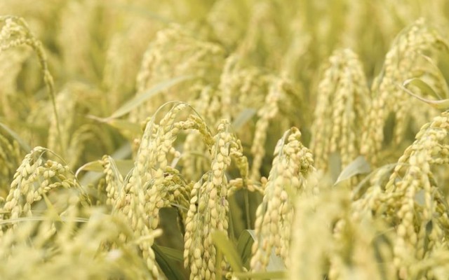 Bê bối gạo giả rúng động đất nước, đích thân Tổng thống chỉ đạo điều tra: 6 công ty gạo lớn bị nghi cầm đầu, trên 200 tấn gạo nhái bị thu giữ, người tiêu dùng chịu thiệt hơn 6 tỷ USD