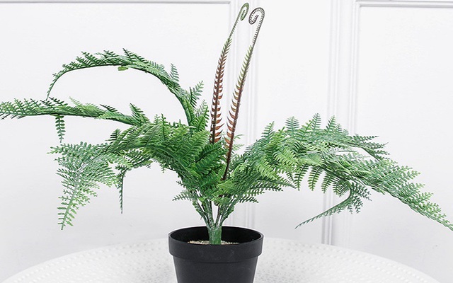 Người mệnh Thủy nên trồng cây gì? 6 loại cây phong thủy giúp dòng tiền luôn chảy vào nhà