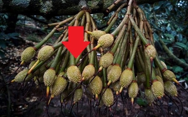 Lần đầu tiên mặt hàng xuất khẩu tỷ USD của Việt Nam có quy trình kiểm soát riêng