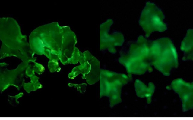 Việt Nam phát hiện 2 loại cây có khả năng tự phát sáng, được xếp huyền bí bậc nhất trên thế giới