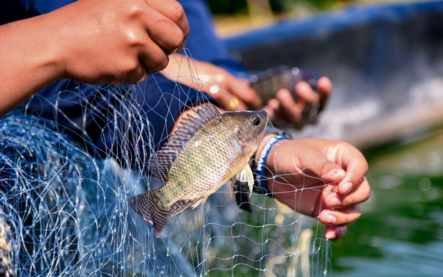 Ruộng hoang biến thành "mỏ vàng" nhờ nuôi sản vật chục triệu USD; Mỹ, Nga đua nhau nhập về
