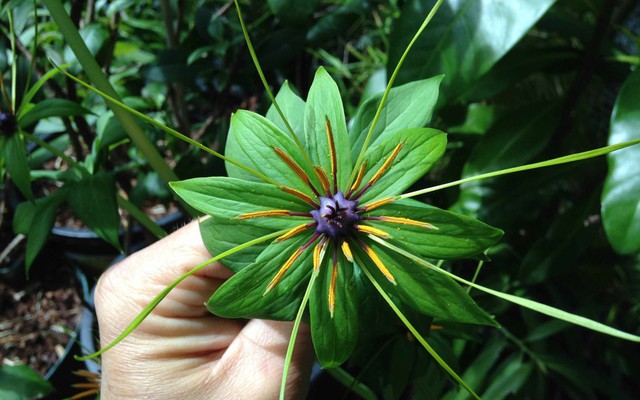 Phát hiện “kho báu sống” ẩn mình dưới tán rừng Quảng Trị: Rắn độc thấy là tránh xa