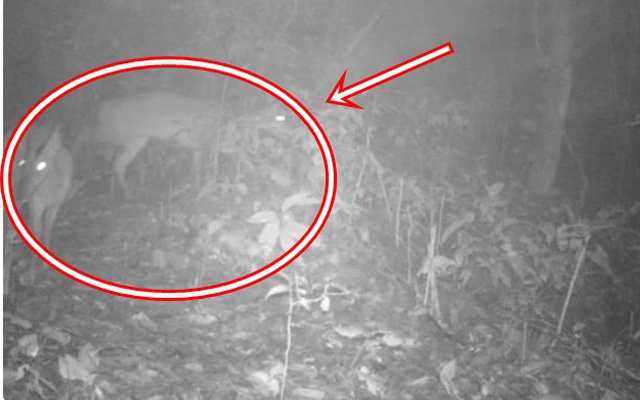 Loài vật quý hiếm ngỡ đã tuyệt chủng bất ngờ trở lại sau gần 100 năm tại Việt Nam