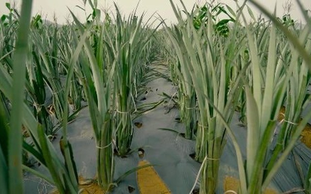 Nga, Mỹ đua nhau nhập khẩu “hoa hậu trái cây” của Việt Nam: Đây là loại quả nước ta xuất đi hơn 100 nước