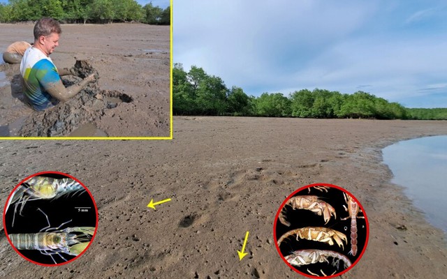 Việt Nam phát hiện “báu vật sống” dưới bùn lầy: Chưa từng được biết đến trên thế giới