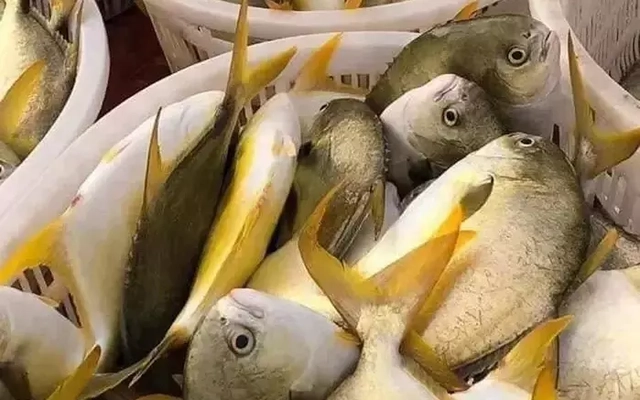 Loại cá trong danh sách 4 loại cá biển ngon nhất, được ví như "cá quý tộc": Ít xương dăm, cực dễ nấu