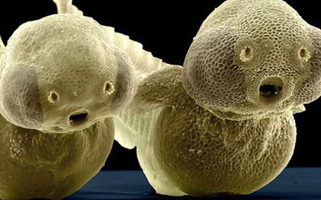 Loài cá "bất tử" độc đáo bậc nhất thế giới, có khả năng tự tái tạo toàn bộ cơ thể