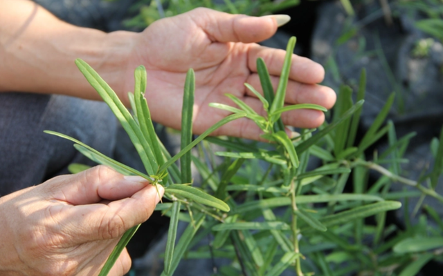 Việt Nam có một cây được mệnh danh là “cây thần dược” quý như vàng, riêng bộ rễ có giá chục triệu/kg