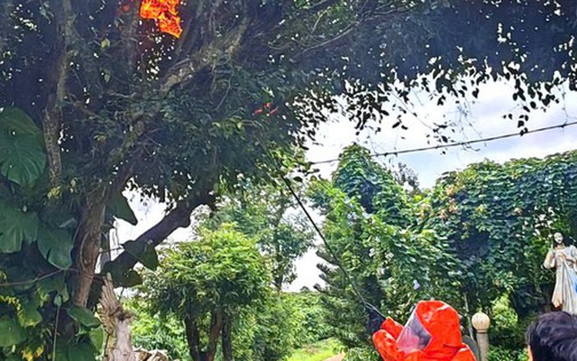 Gia Lai: Bị ong vò vẽ tấn công, 3 cháu nhỏ thương vong