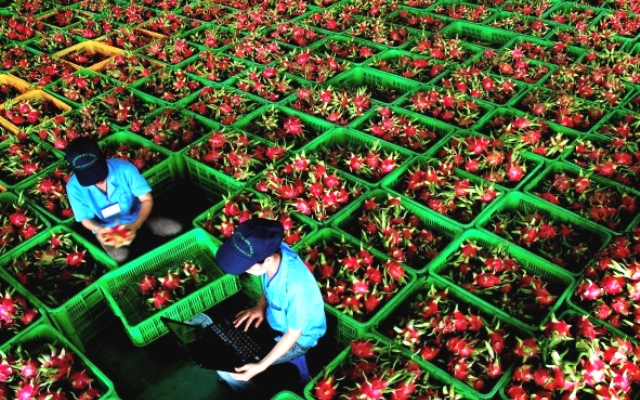 Việt Nam bán 1 loại quả thu hàng trăm triệu USD, vì sao "qua tay" Hàn, Nhật giá trị tăng 5-7 lần?