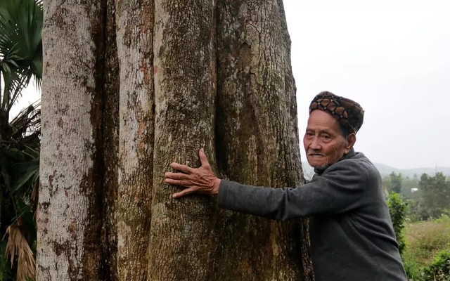 Cận cảnh 2 gốc trầm vừa được công nhận là Cây di sản Việt Nam