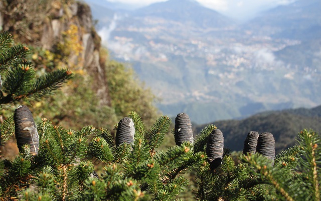 Trên đỉnh Fansipan có một “báu vật” chỉ Việt Nam có, được cả thế giới bảo vệ