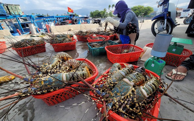 Trung Quốc đang tăng ‘săn’ báu vật dưới nước gì của Việt Nam dịp Trung thu, Tết năm nay?