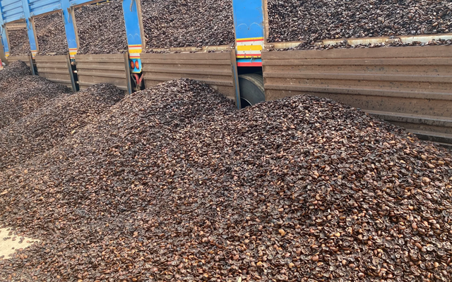 Từng bị coi là rác, một loại vỏ hạt của Việt Nam nay được thế giới săn đón, hóa ‘mỏ vàng’ trăm triệu USD