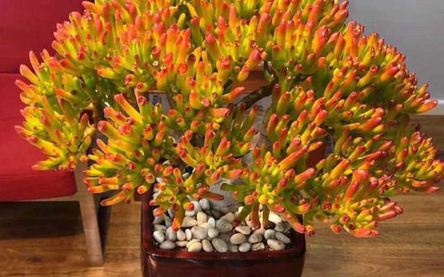 Ông bà dặn con cháu: Ban công trồng 3 cây này, đời hanh thông, phúc đức bền như núi!