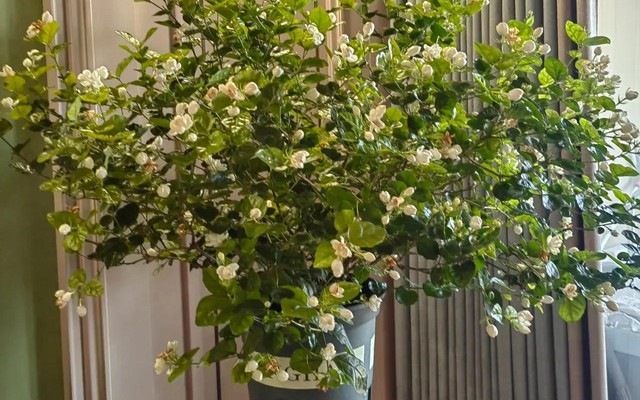 Nếu có 5 loại cây này trong phòng khách, 9/10 gia đình sẽ giàu có