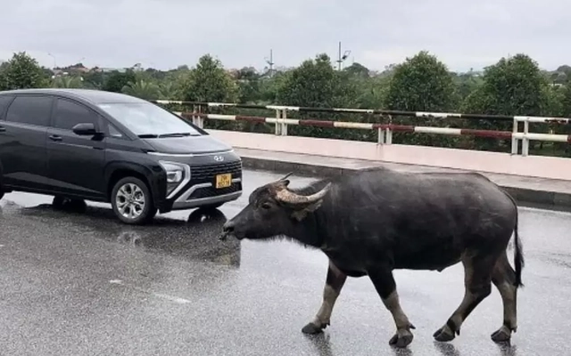 Công an tìm chủ sở hữu con trâu liên quan vụ tai nạn giao thông chết người