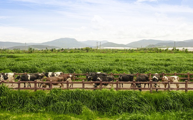 5 triệu ống hút nhựa biến mất, Vinamilk mở rộng đơn hàng xuất khẩu