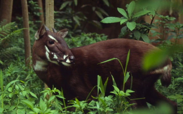 “Kỳ lân châu Á” trong rừng Trường Sơn: Báu vật bí ẩn được cả thế giới bảo vệ