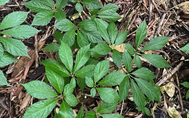 Loại cây chỉ có ở Việt Nam, được coi là “quốc bảo”, củ có giá hàng trăm triệu đồng: Có thể phòng ung thư