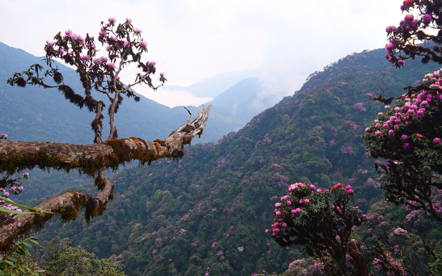 "Nóc nhà Đông Dương" có một báu vật đặc hữu trăm năm tuổi, được mệnh danh là “nữ hoàng sơn cước”
