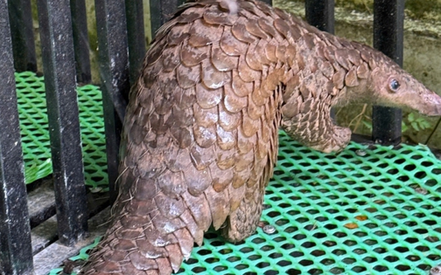 Đà Lạt phát hiện vật hoang dã quý hiếm bò vào nhà dân