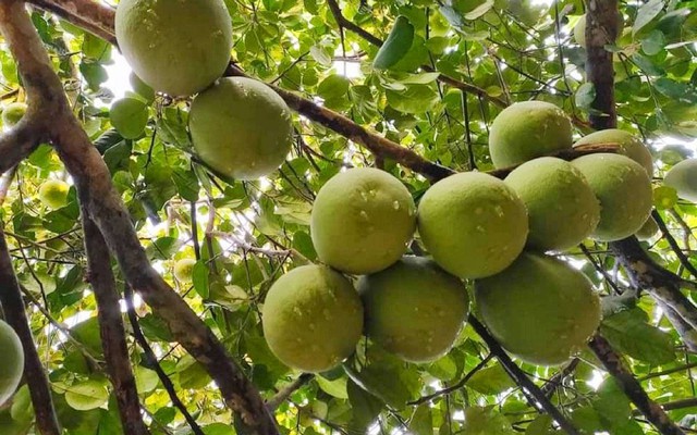 Từng là sản vật tiến vua, ‘báu vật’ xứ Huế nay mang lại tiền tỷ cho người dân