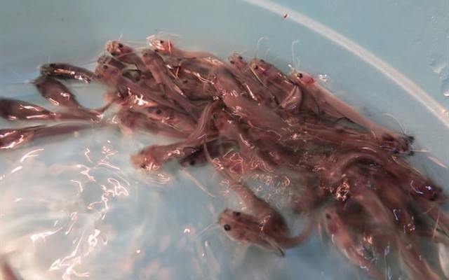 Báu vật sông Hồng: Được mệnh danh là “vua cá nước ngọt”, thế giới chỉ 4 nước có