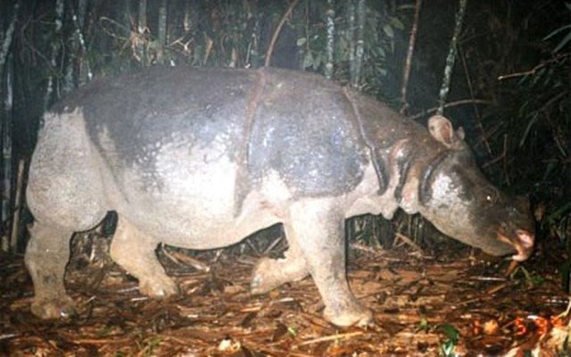 Sinh vật lai từ 48 năm trước trở thành "cứu tinh" cho loài quý hiếm bậc nhất, cả thế giới chỉ còn đúng 2 cá thể: Giới khoa học mừng phát khóc