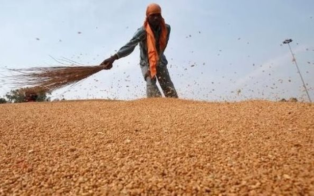 Phát hiện sinh vật dài 3mm đe dọa ngành công nghiệp 12 tỷ USD của Úc