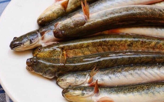 Loại cá được mệnh danh là "dành cho người nghèo" nhưng nhiều đạm, ít béo: Thịt có mùi đặc trưng, dễ nấu