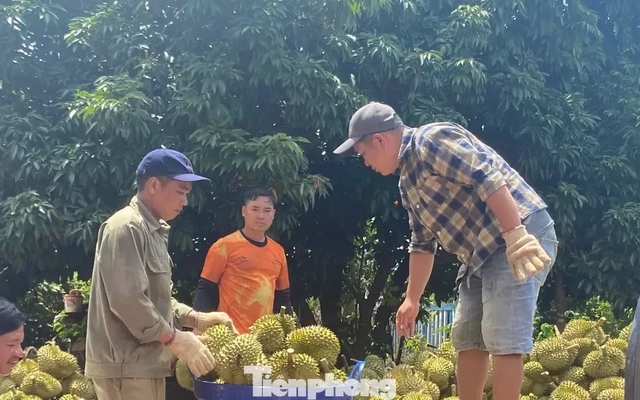 Buôn sầu riêng nhanh giàu nhưng dễ 'bay' sổ đỏ