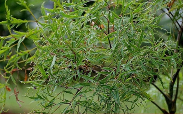 Cây đinh lăng ra hoa là tốt hay xấu?