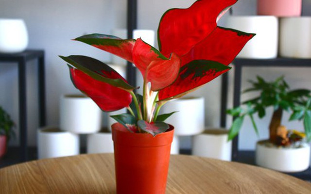 Người mệnh Hỏa chỉ cần trồng 1 trong 4 loại cây này – tài lộc ào ào chảy vào nhà