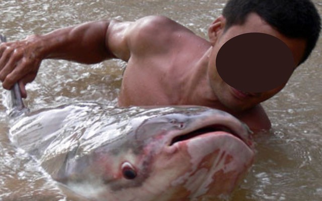 Báu vật sông Mê Kông: Được mệnh danh là “thủy quái” nước ngọt lớn nhất thế giới