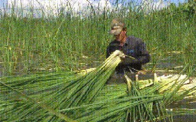 VIDEO: Loài cây mọc hoang dại trở thành đặc sản ở Cà Mau