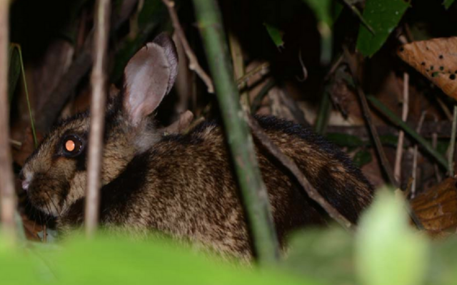 Dãy Trường Sơn có một ‘báu vật sống’ siêu quý hiếm, được thế giới bảo vệ nghiêm ngặt