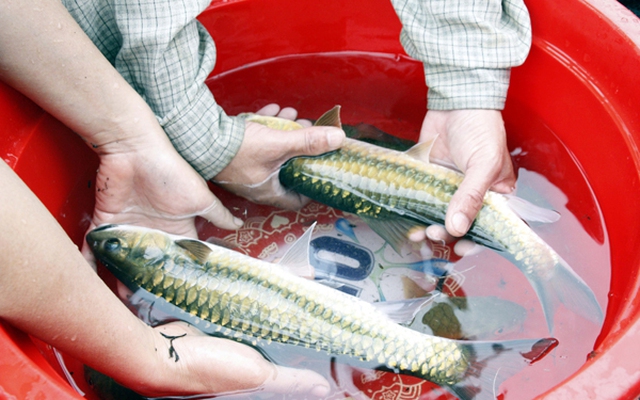 Báu vật ở dòng sông Nho Quế: Loại cá cả thế giới chỉ Việt Nam có đang đứng trước nguy cơ biến mất