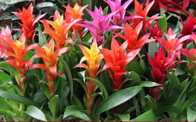 Những cây phong thủy hợp với người tuổi Tỵ