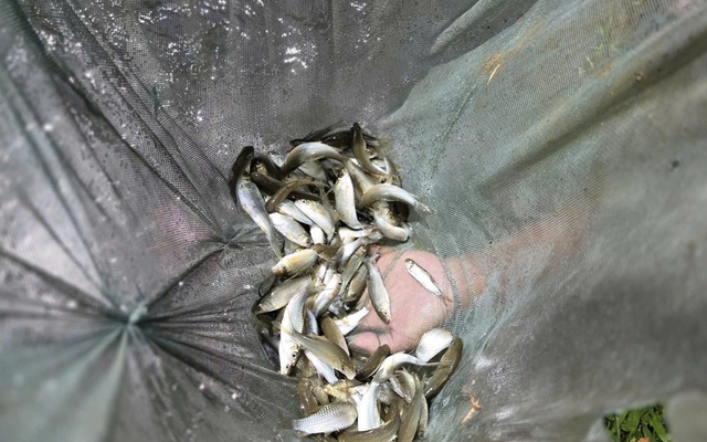 Báu vật trên sông Mã: Mệnh danh “Ngũ quý hà thuỷ”, từng được tiến Vua giờ thành “báu vật” sinh kế