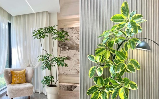 Đặt 1 trong 6 cây phong thủy này trong phòng khách: 9/10 gia đình đều giàu có